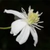 Mongolian Snowflakes (Clematis) -Garden Outfitters Store mongolian snowflakes clematis white 1