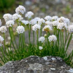 Morning Star White Armeria -Garden Outfitters Store morning star white sea thrift flowers garden blooming