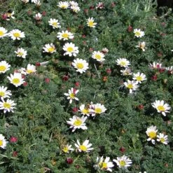 Spring Carpet Mount Atlas Daisy (Anacyclus) -Garden Outfitters Store mount atlas daisy flowers garden blooming