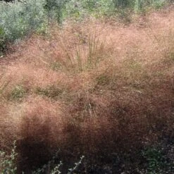 Undaunted® Ruby Muhly Grass -Garden Outfitters Store muhlenbergia reverchonii 3