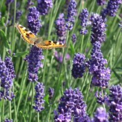 Munstead Violet English Lavender -Garden Outfitters Store munstead violet english lavender meadow pollinator