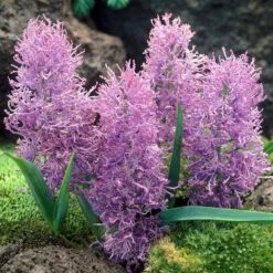 Cotton Candy Grape Hyacinth -Garden Outfitters Store muscari comosum plumosum cotton cany grape hyacinth 3 cropped