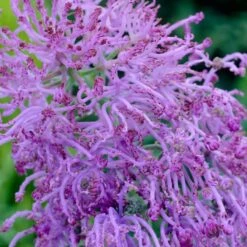 Garden Outfitters Store -Garden Outfitters Store muscari comosum plumosum cotton cany grape hyacinth close up cropped