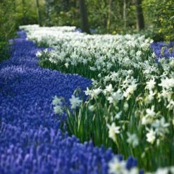 Thalia Daffodil -Garden Outfitters Store narcissus thalia muscari armen 2