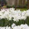 Thalia Daffodil 2 Thalia Daffodil -Garden Outfitters Store narcissus thalia with hyacinth