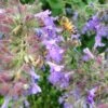 Select Blue Nepeta 1 Select Blue Nepeta -Garden Outfitters Store nepeta faassenii select blue customer photo cropped 19