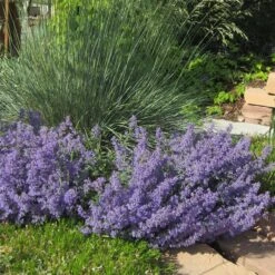 Select Blue Nepeta 6 Select Blue Nepeta -Garden Outfitters Store nepeta faassenii select blue helectotrichon sempervirens 1