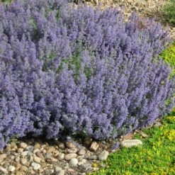 Select Blue Nepeta 7 Select Blue Nepeta -Garden Outfitters Store nepeta faassenii select blue delosperma nubiginum