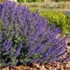 Walker's Deep Blue Nepeta -Garden Outfitters Store nepeta walkers dark blue 4 cc cropped 1