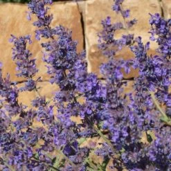 Walker's Deep Blue Nepeta -Garden Outfitters Store nepeta walkers dark blue close up of flwr cropped