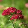 New Vintage™ Red Yarrow 1 New Vintage™ Red Yarrow -Garden Outfitters Store new vintage red yarrow achillea