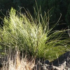 Green's Beargrass (Nolina) -Garden Outfitters Store nolina texana san miguel co