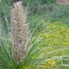 Green's Beargrass (Nolina) -Garden Outfitters Store nolina texana in bloom delosperma nubigenum