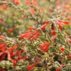 Orange Carpet® Creeping Hummingbird Trumpet (Zauschneria) -Garden Outfitters Store orange carpet creeping hummingbird trumpet zauschneria close up 1