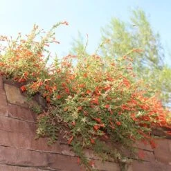 Orange Carpet® Creeping Hummingbird Trumpet (Zauschneria) -Garden Outfitters Store orange carpet creeping hummingbird trumpet zauschneria hanging garden flowers