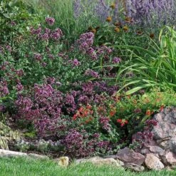 Rotkugel Ornamental Oregano -Garden Outfitters Store origanum rotkugel web