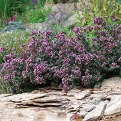 Rotkugel Ornamental Oregano -Garden Outfitters Store origanum rotkugel 1 cropped web