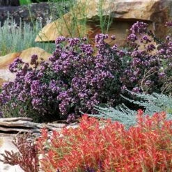 Rotkugel Ornamental Oregano -Garden Outfitters Store origanum rotkugel 3 cropped web