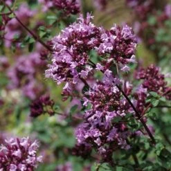 Rotkugel Ornamental Oregano -Garden Outfitters Store origanum rotkugel close up cropped