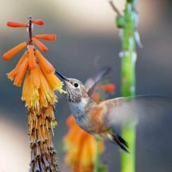 Dwarf Red Hot Poker 10 Dwarf Red Hot Poker -Garden Outfitters Store pam koch hummingbird and kniphofia az