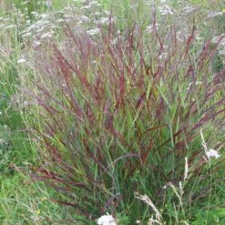 Shenandoah Switch Grass -Garden Outfitters Store panicum shenandoah hni 01 cropped