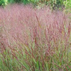 Shenandoah Switch Grass -Garden Outfitters Store panicum shenandoah hni 1 cropped