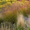 Ruby Ribbons® Prairie Switchgrass -Garden Outfitters Store panicum virgatum ruby ribbons