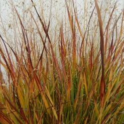 Ruby Ribbons® Prairie Switchgrass 8 Ruby Ribbons® Prairie Switchgrass -Garden Outfitters Store panicum virgatum ruby ribbons 1 1