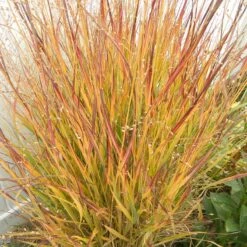 Ruby Ribbons® Prairie Switchgrass 9 Ruby Ribbons® Prairie Switchgrass -Garden Outfitters Store panicum virgatum ruby ribbons 2 1