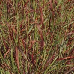 Shenandoah Switch Grass -Garden Outfitters Store panicum virgatum shenandoah 74540 web 2 1