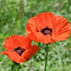 Brilliant Oriental Poppy -Garden Outfitters Store papaver orientale brilliant oriental poppy