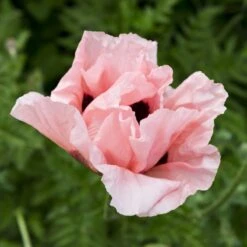 Coral Reef Oriental Poppy -Garden Outfitters Store papaver orientale coral reef