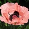 Princess Louise Oriental Poppy 2 Princess Louise Oriental Poppy -Garden Outfitters Store papaver orientale princess louise oriental poppy