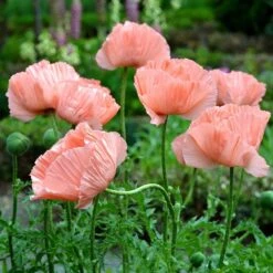 Princess Louise Oriental Poppy 9 Princess Louise Oriental Poppy -Garden Outfitters Store papaver orientale princess louise oriental poppy 2