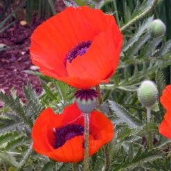 Brilliant Oriental Poppy -Garden Outfitters Store papaver brilliant andrea ogden 3 1 1
