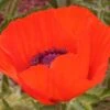 Brilliant Oriental Poppy -Garden Outfitters Store papaver brilliant andrea ogden web 1 1