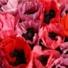 Fruit Punch Oriental Poppy 2 Fruit Punch Oriental Poppy -Garden Outfitters Store papaver fruit punch oriental poppy 1