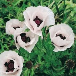 Royal Wedding Oriental Poppy -Garden Outfitters Store papaver orientale royal wedding 1