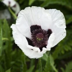 Royal Wedding Oriental Poppy -Garden Outfitters Store papaver royal wedding walters gardens cropped