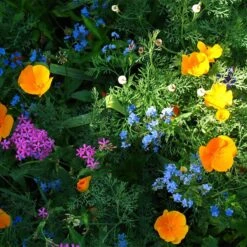 Partial Shade Wildflower Seed Mix -Garden Outfitters Store partial shade wildflower mix 1