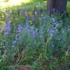 Partial Shade Wildflower Seed Mix -Garden Outfitters Store partialshademix 2
