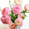 Pastel Ranunculus Mix -Garden Outfitters Store pastel ranunculus mix vase pink peach white
