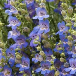 Blue Lips Penstemon -Garden Outfitters Store penstemon blue lips beardtongue