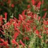 Compact Pineleaf Penstemon -Garden Outfitters Store penstemon compactum close up