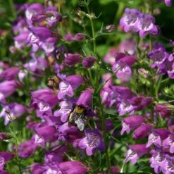 Pike's Peak Purple® Penstemon 11 Pike's Peak Purple® Penstemon -Garden Outfitters Store penstemon mexicali pikes peak flowers pollinator