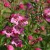 Red Rocks® Penstemon -Garden Outfitters Store penstemon mexicali red rocks 75796p 2