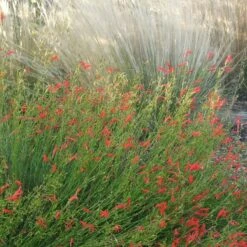 Pineleaf Penstemon -Garden Outfitters Store penstemon pinifolious with nassella cropped