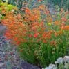 Luminous Pineleaf Penstemon -Garden Outfitters Store penstemon pinnifolius luminous cc 1 2