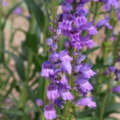 Rocky Mountain Penstemon -Garden Outfitters Store penstemon strictus 2