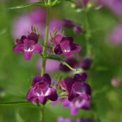 Pike's Peak Purple® Penstemon 9 Pike's Peak Purple® Penstemon -Garden Outfitters Store penstemon x mexicali pikes peak purple pathayward plant select cropped
